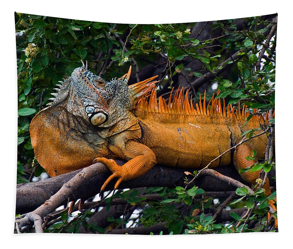 Mexico Tapestry featuring the photograph Giant Orange Iguana by Ginger Wakem