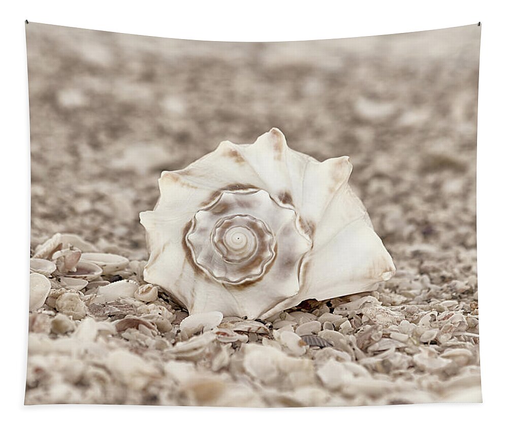 Seashells Tapestry featuring the photograph Gift of the Sea by Kim Hojnacki