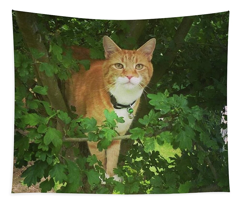 Cat Tapestry featuring the photograph Hawthorn Hideaway by Rowena Tutty