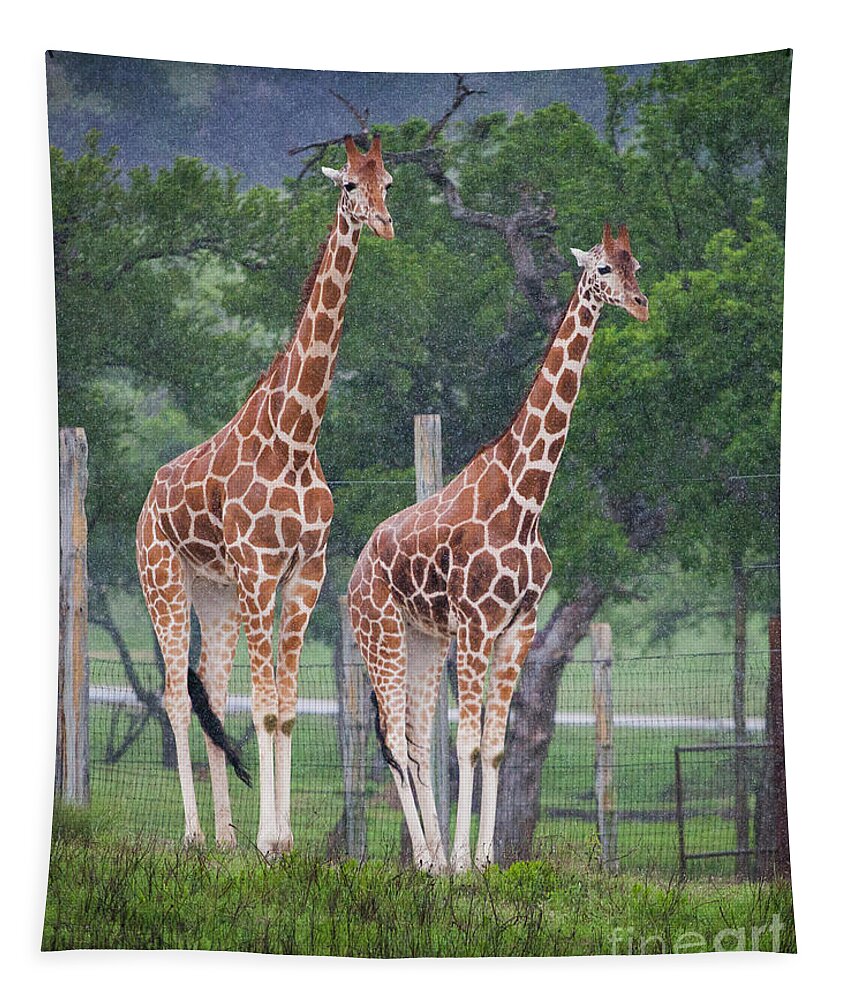 Fossil Rim Wildlife Center Tapestry featuring the photograph Giraffes in the Rain by Greg Kopriva