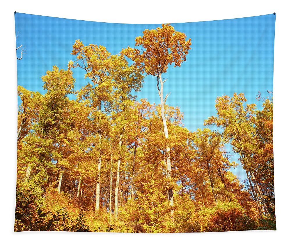 Jenny Rainbow Fine Art Photography Tapestry featuring the photograph Glory of Golden Autumn by Jenny Rainbow