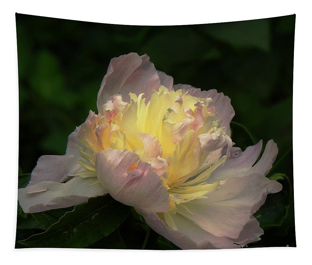 Peony Tapestry featuring the photograph Glow Within A Peony by Eunice Miller