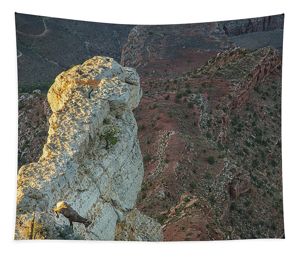 Grand Canyon Bighorn Sheep Tapestry featuring the photograph Go sheep go by Kunal Mehra
