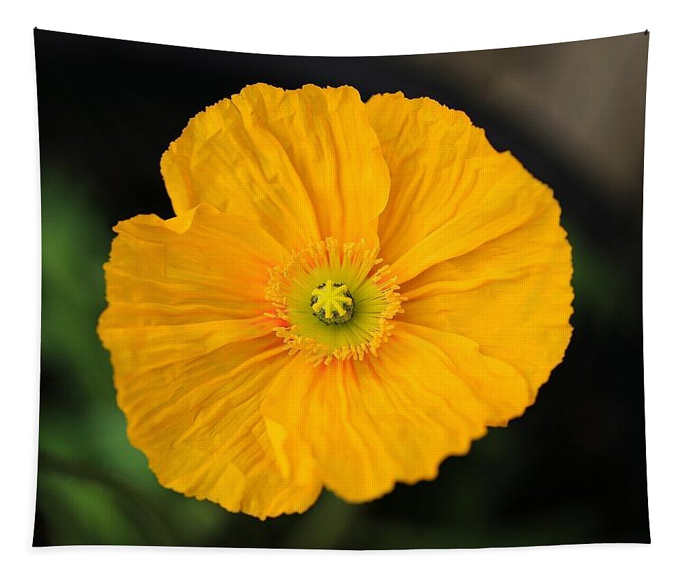 Gold Poppy Tapestry featuring the photograph Gold poppy by Lynn Hopwood
