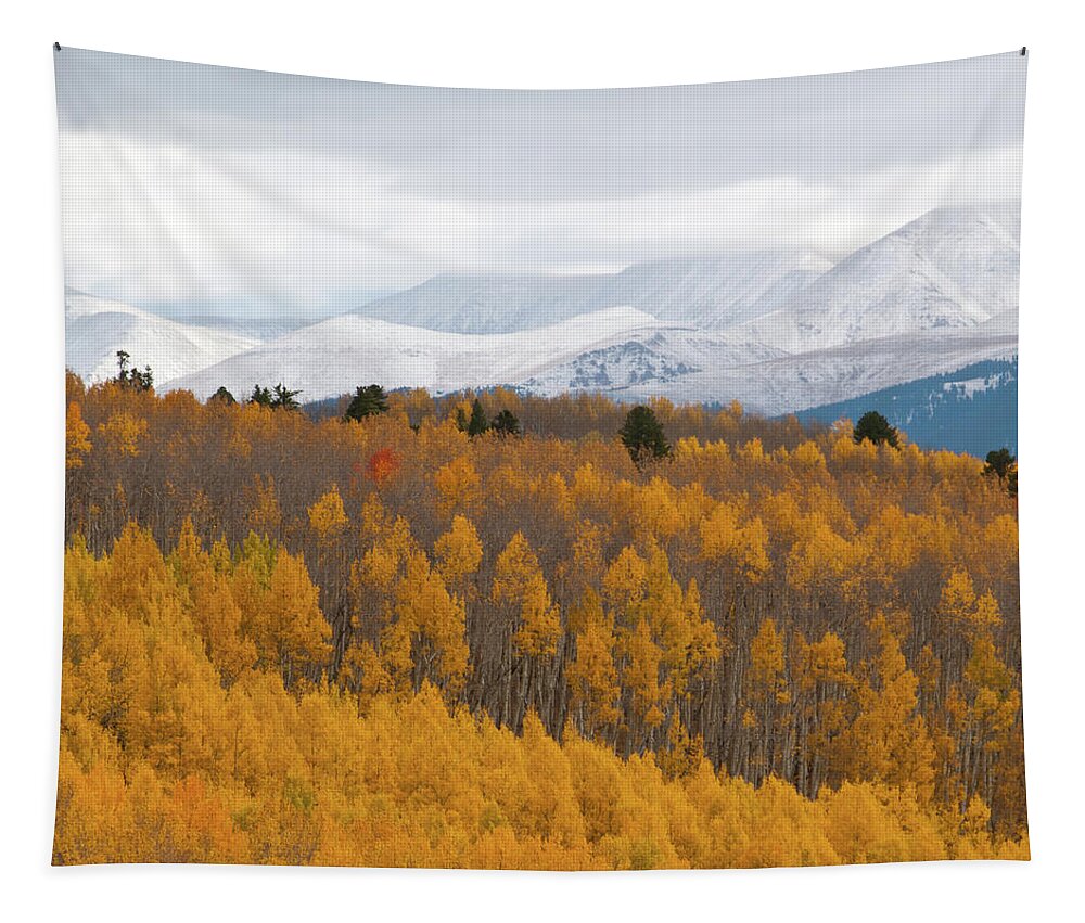 Aspen Tapestry featuring the photograph Golden Aspen and Snow Covered Mountains by Cascade Colors