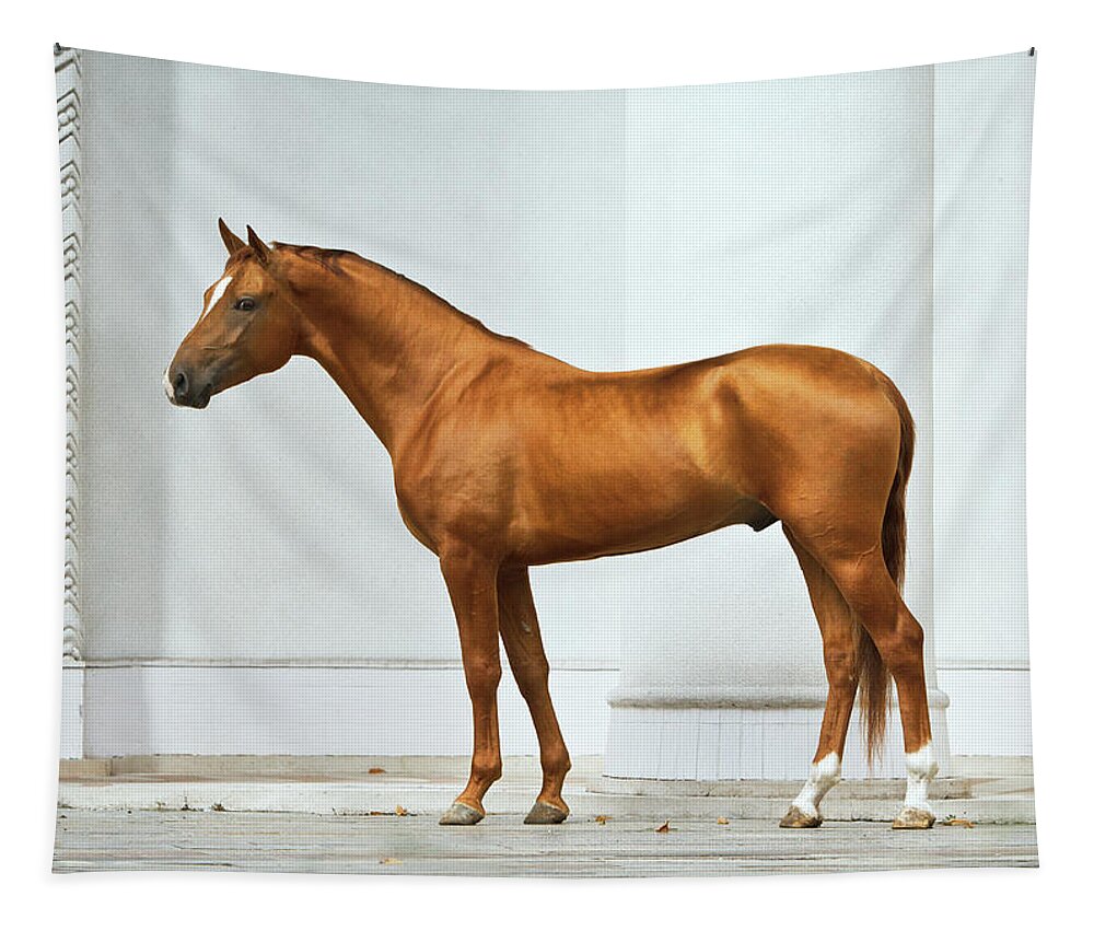 Russian Artists New Wave Tapestry featuring the photograph Golden Horse by Ekaterina Druz