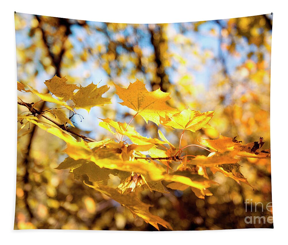 Autumn Photograph Tapestry featuring the photograph Golden leaves by Ivy Ho