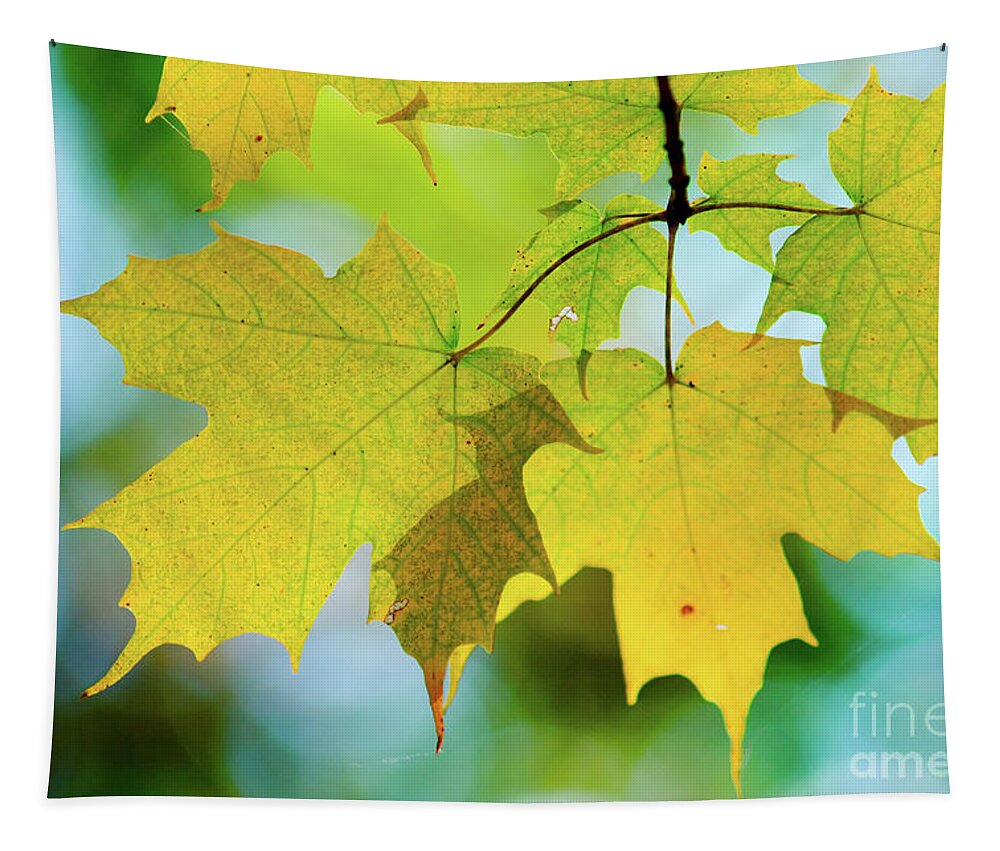 Michigan Tapestry featuring the photograph Golden Maple Leaves by Rich S