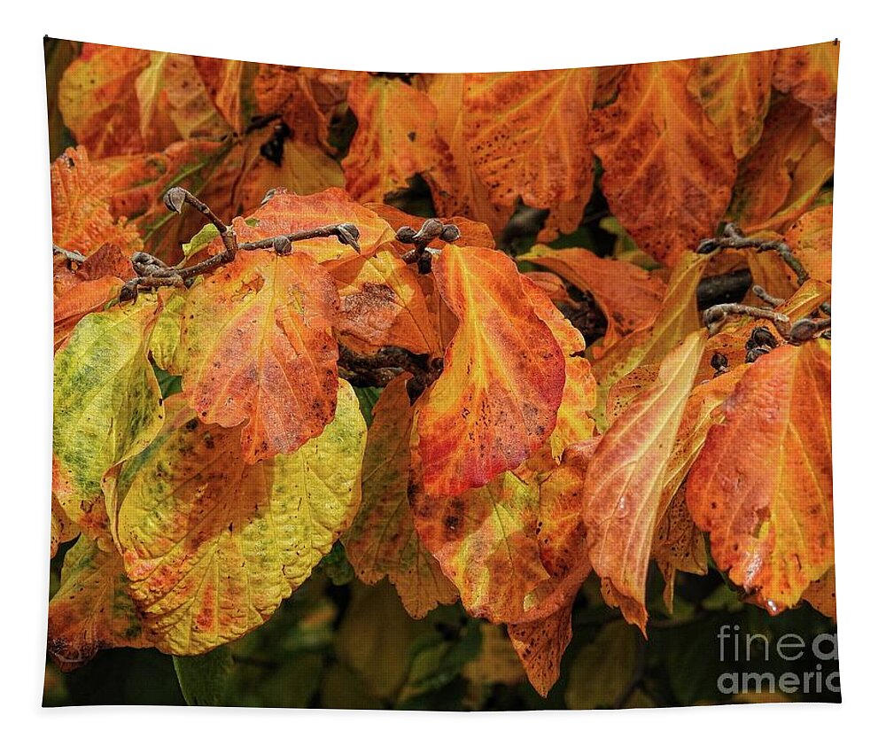 Deciduous Tapestry featuring the photograph Golden by Peggy Hughes