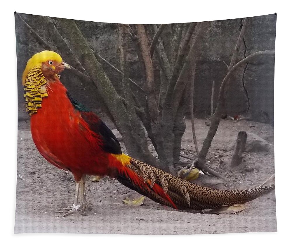 Golden Pheasant Tapestry featuring the photograph Golden Pheasant by Marta Pawlowski
