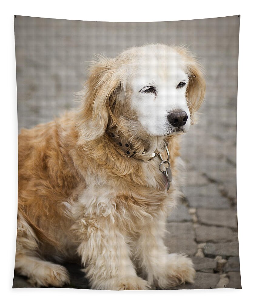 Photography Tapestry featuring the photograph Golden Retriever puppy by Ivy Ho