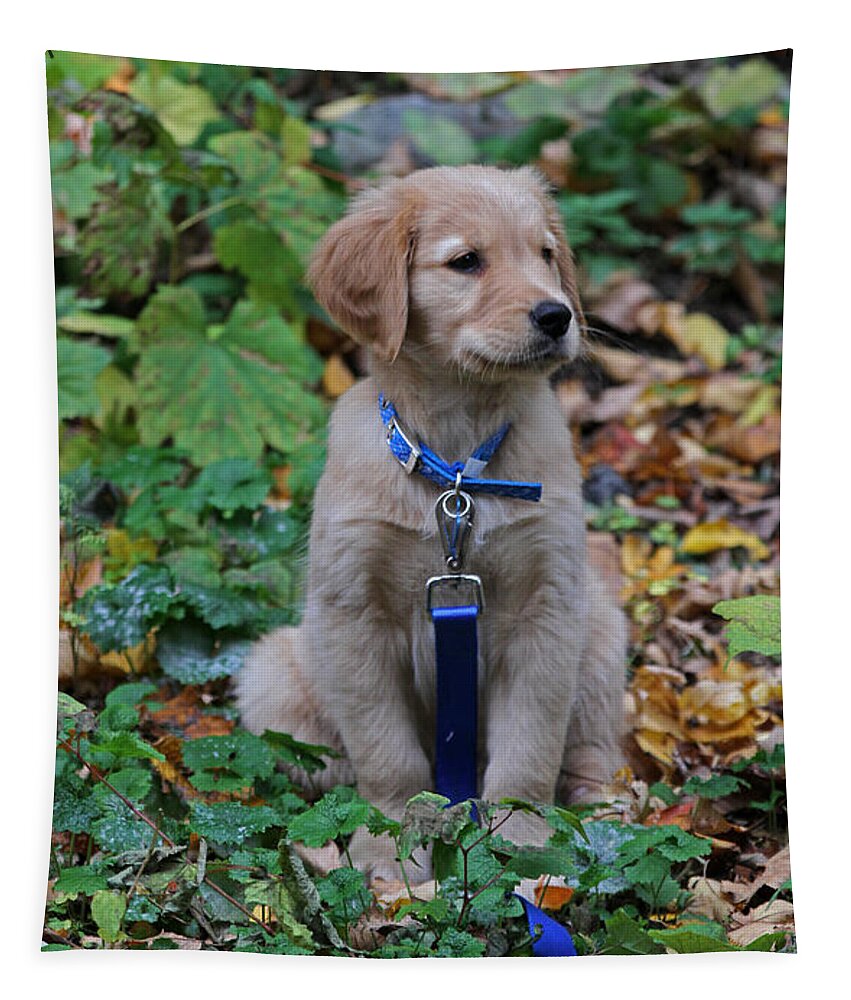 Puppy Tapestry featuring the photograph Golden Retriever Puppy by Juergen Roth