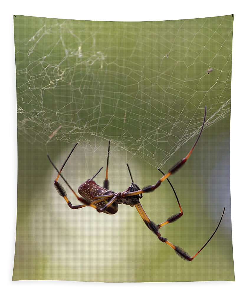 Spider Tapestry featuring the photograph Golden-Silk Spider by Paul Rebmann
