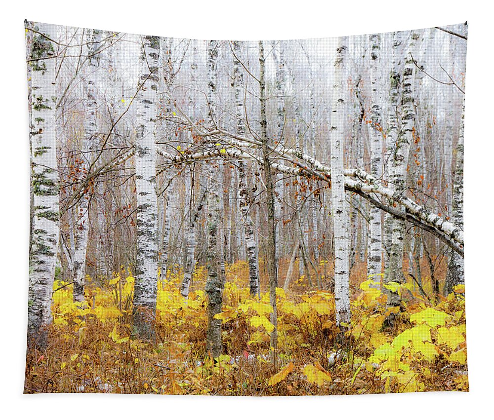 Golden Slumbers Tapestry featuring the photograph Golden Slumbers by Mary Amerman