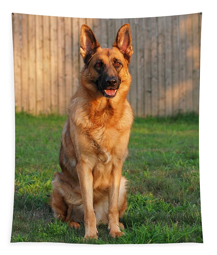 German Shepherd Dog Tapestry featuring the photograph Good Boy by Angie Tirado