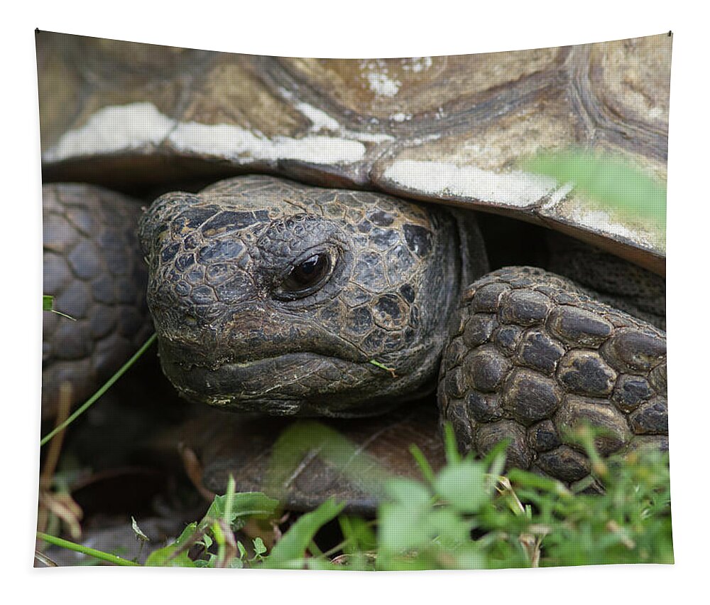 Gopher Tapestry featuring the photograph Gopher Tortoise #1 by Paul Rebmann