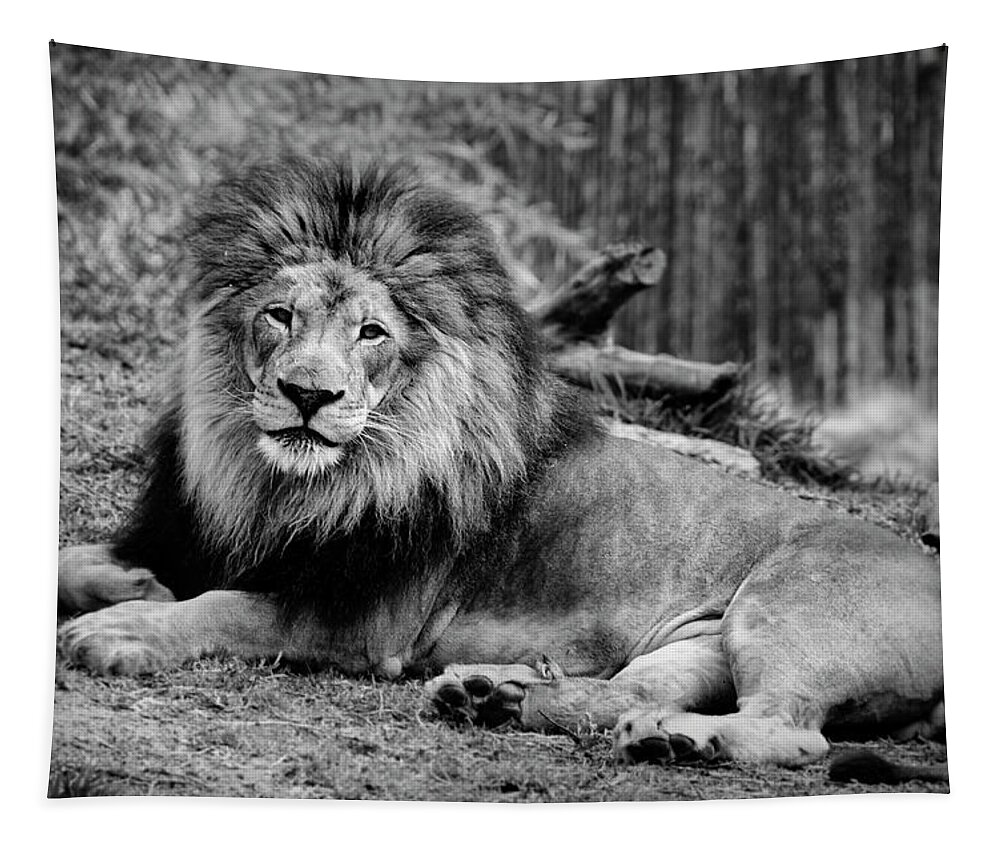 Lion Tapestry featuring the photograph Gorgeous Male Lion San Diego CA by Lawrence Knutsson