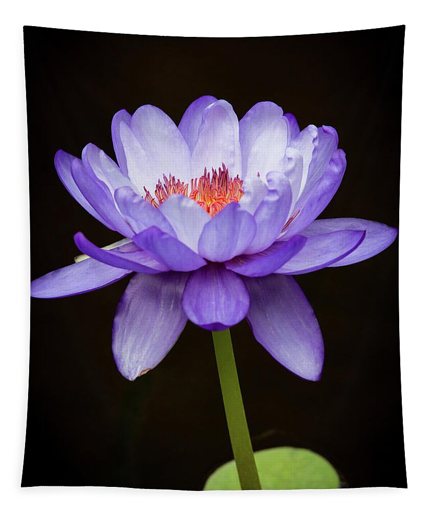 Spring Tapestry featuring the photograph Gorgeous Purple Water Lily by Sabrina L Ryan