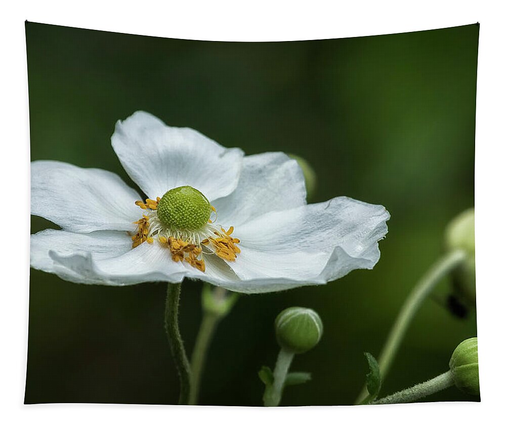 Anemone Tapestry featuring the photograph Graceful Anemones, No. 3 by Belinda Greb