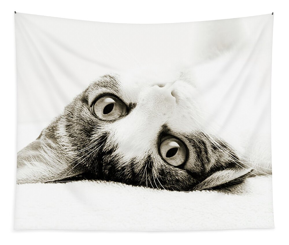 Cat Tapestry featuring the photograph Grand Kitty Cuteness BW by Andee Design