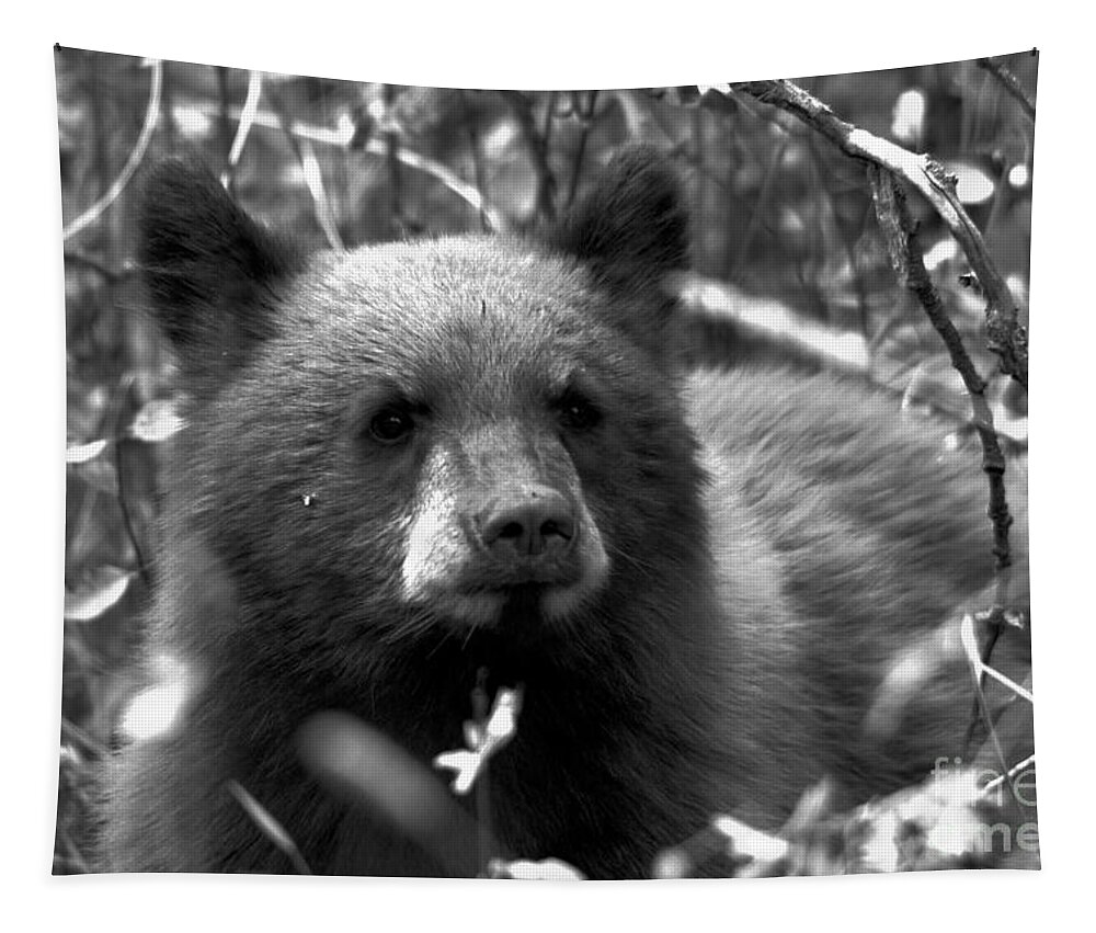 Black Bear Tapestry featuring the photograph Grand Teton Black Bear Cub Black And White by Adam Jewell