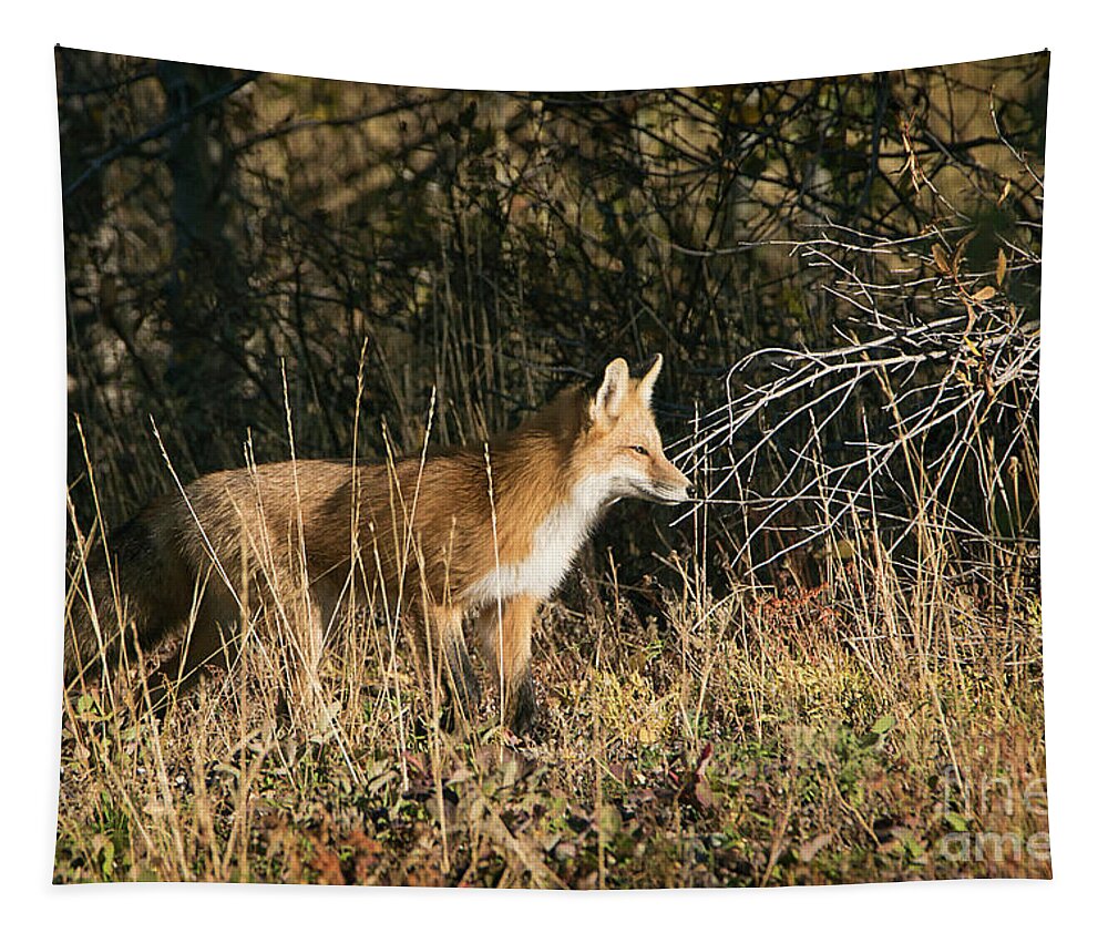 Grand Teton National Park Fox Tapestry featuring the photograph Grand Teton National Park Fox by Priscilla Burgers