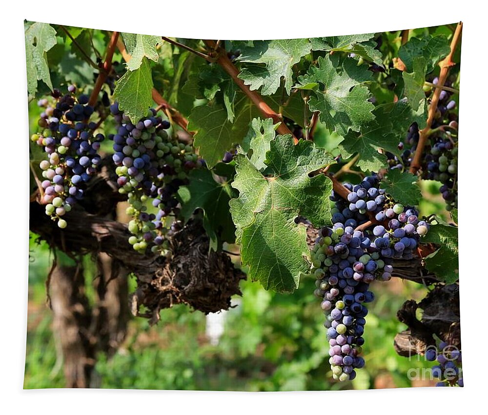 Grapes Tapestry featuring the photograph Grape Clusters in Vineyard by Carol Groenen