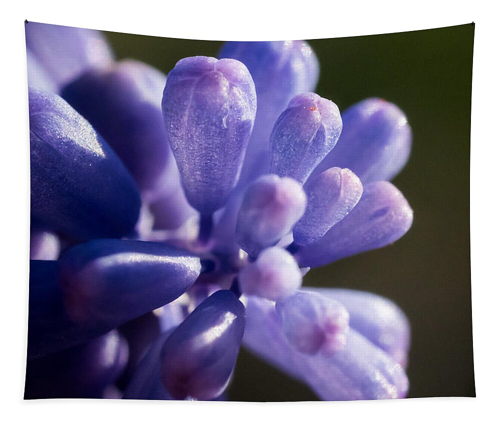 Jay Stockhaus Tapestry featuring the photograph Grape Hyacinth by Jay Stockhaus