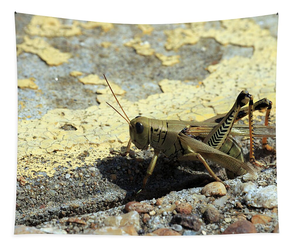 Grasshopper Tapestry featuring the photograph Grasshopper Laying Eggs by Travis Rogers