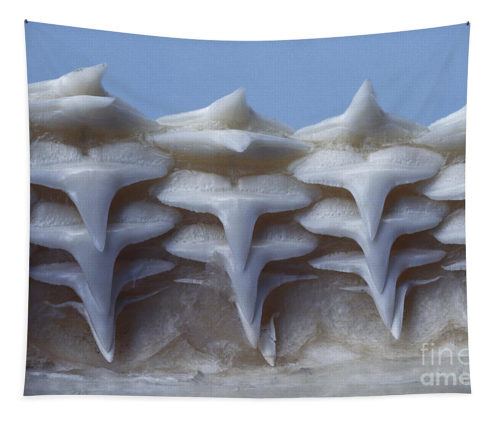 Gray Reef Shark Tapestry featuring the photograph Gray Reef Shark Teeth by Tom McHugh