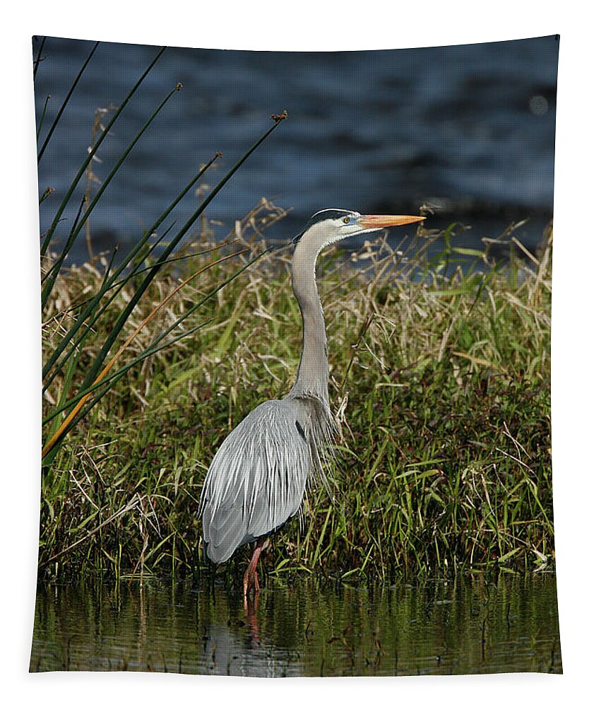 Great Blue Heron Tapestry featuring the photograph Great Blue Heron by Cindi Ressler
