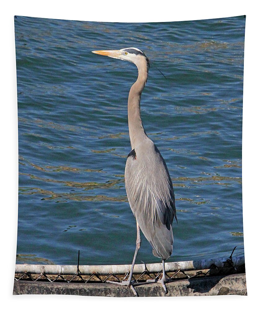 Heron Tapestry featuring the photograph Great Blue by Shoal Hollingsworth