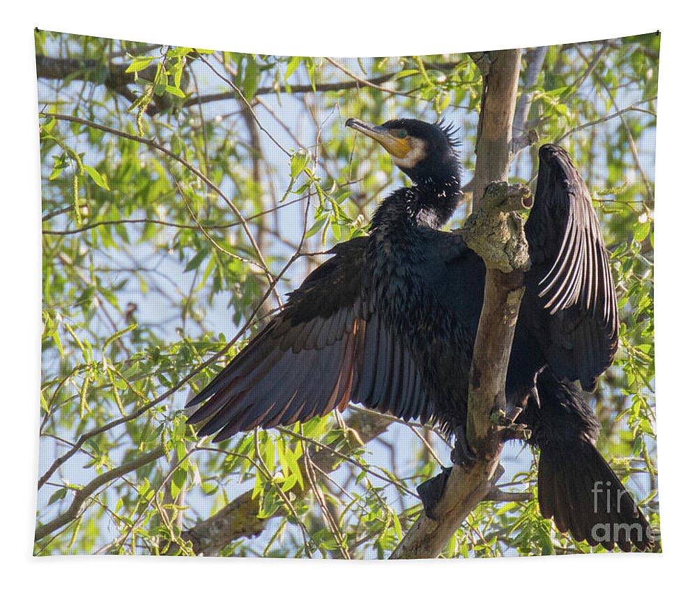 Animal Tapestry featuring the photograph Great cormorant - high in the tree by Jivko Nakev