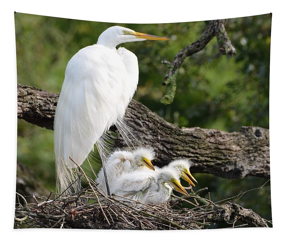 St. Augustine Tapestry featuring the photograph Great Egret Family by Richard Bryce and Family