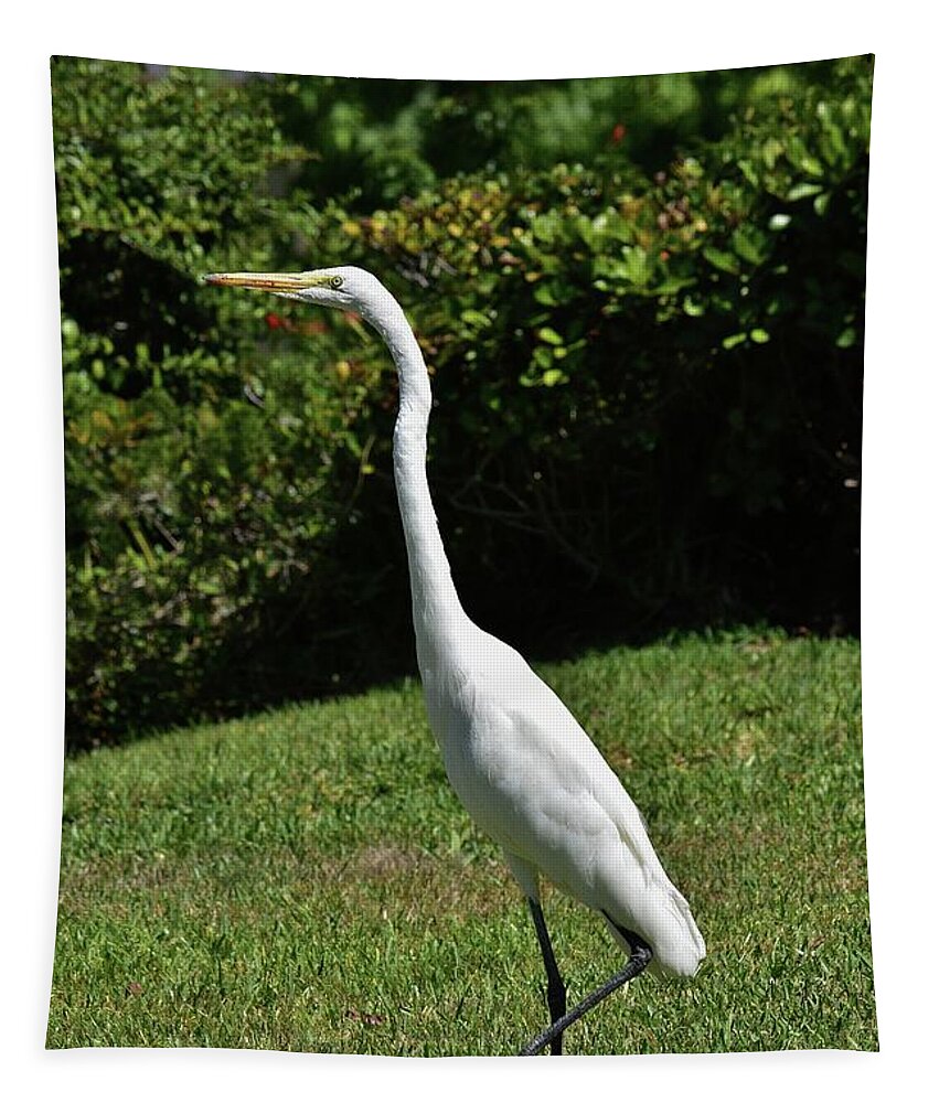 Linda Brody Tapestry featuring the photograph Great Egret in the Neighborhood 1 by Linda Brody