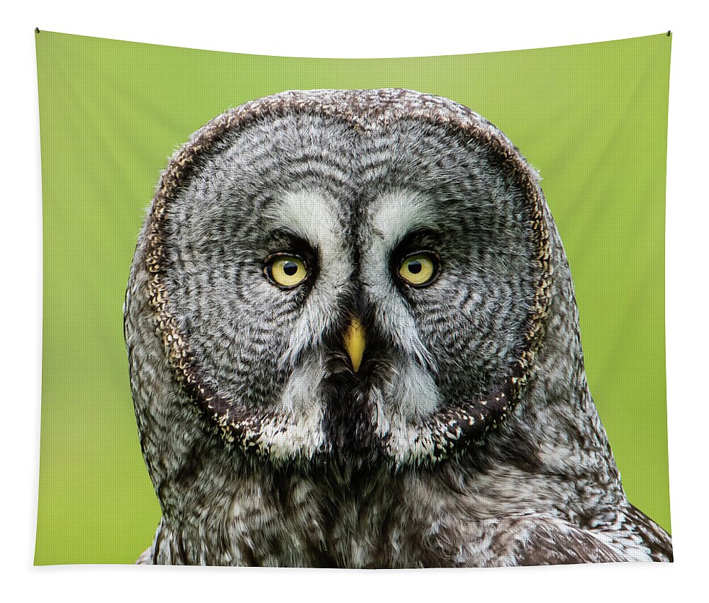 Great Grey's Portrait Closeup Square Tapestry featuring the photograph Great Grey's Portrait Closeup Square by Torbjorn Swenelius