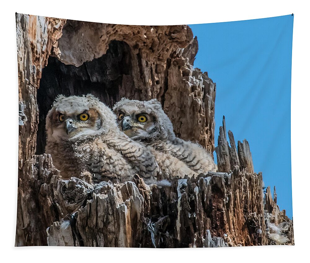 Bubo Virginianus Tapestry featuring the photograph Great Horned Owlets by Dawn Key