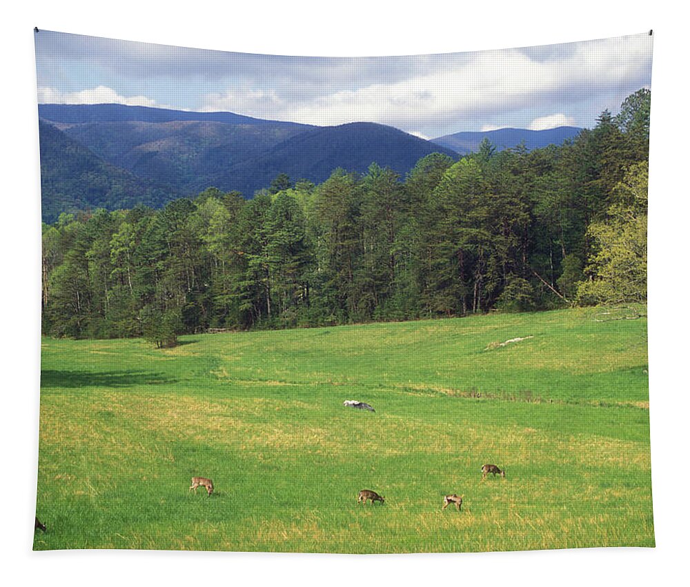 National Park Tapestry featuring the photograph Great Smoky Mountains Deer Grazing in Field by John Burk