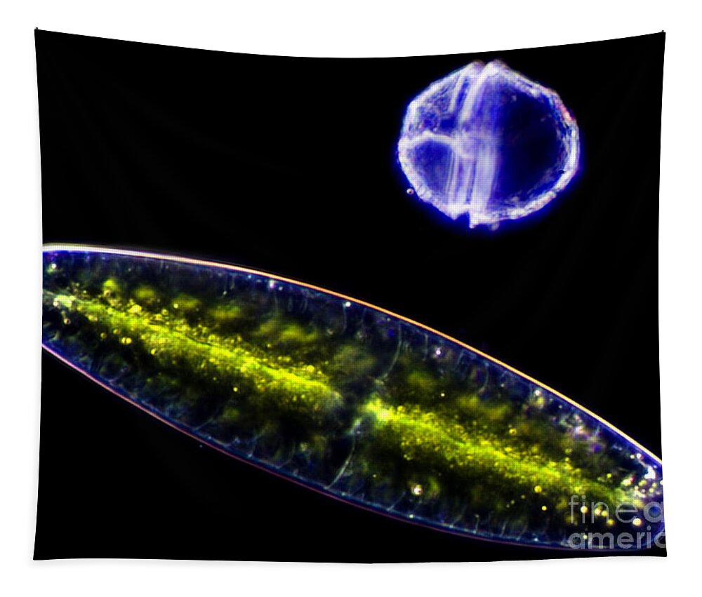 Alga Tapestry featuring the photograph Green Algae & Dinoflagellate, Lm by Rubn Duro/BioMEDIA ASSOCIATES LLC