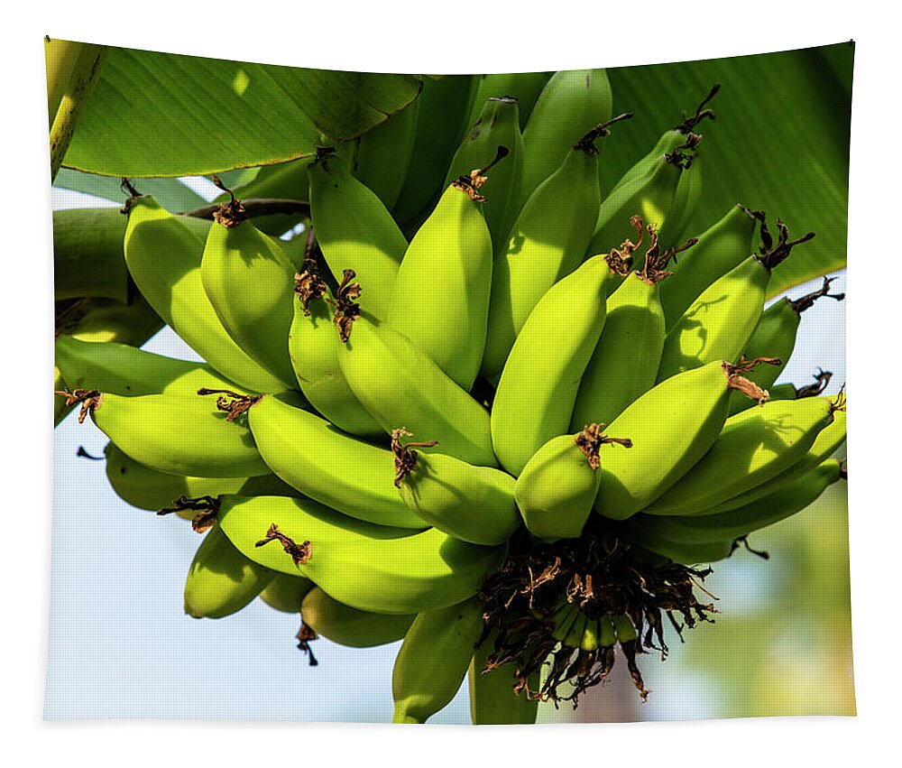 Banana Tapestry featuring the photograph Green Bananas  by Jason Hughes