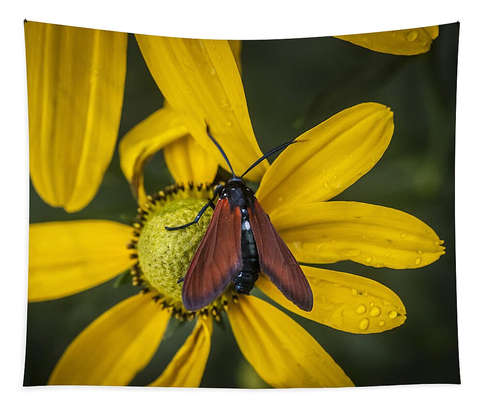 Echinacea Tapestry featuring the photograph Green Headed Coneflower Moth by Rich Franco