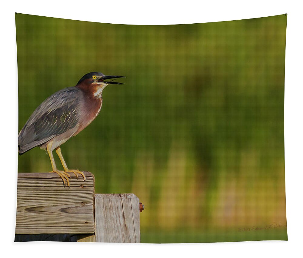 Green Heron Tapestry featuring the photograph Green Heron Evening by Ed Peterson