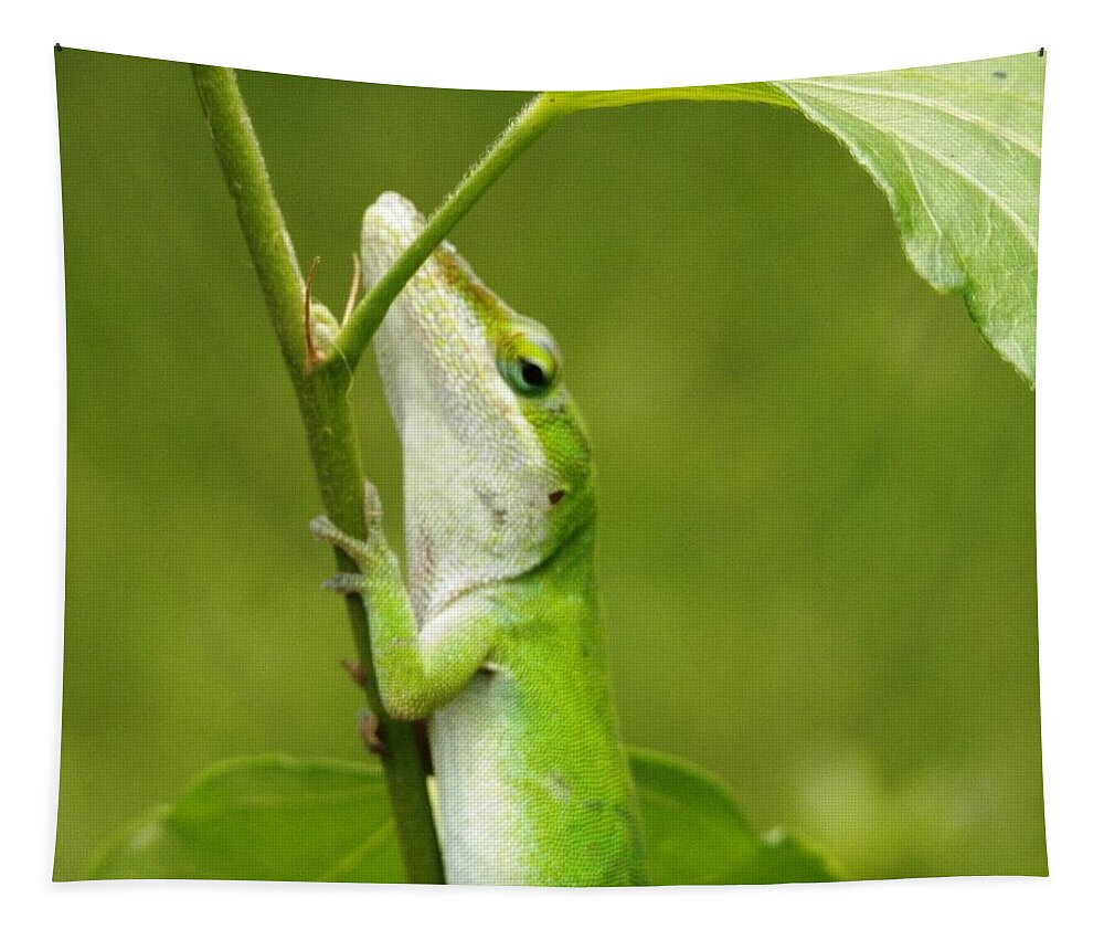  #green #lizard #slim #stem #shaded. #hot #florida #summer Tapestry featuring the photograph Green Lizard on Hold by Belinda Lee