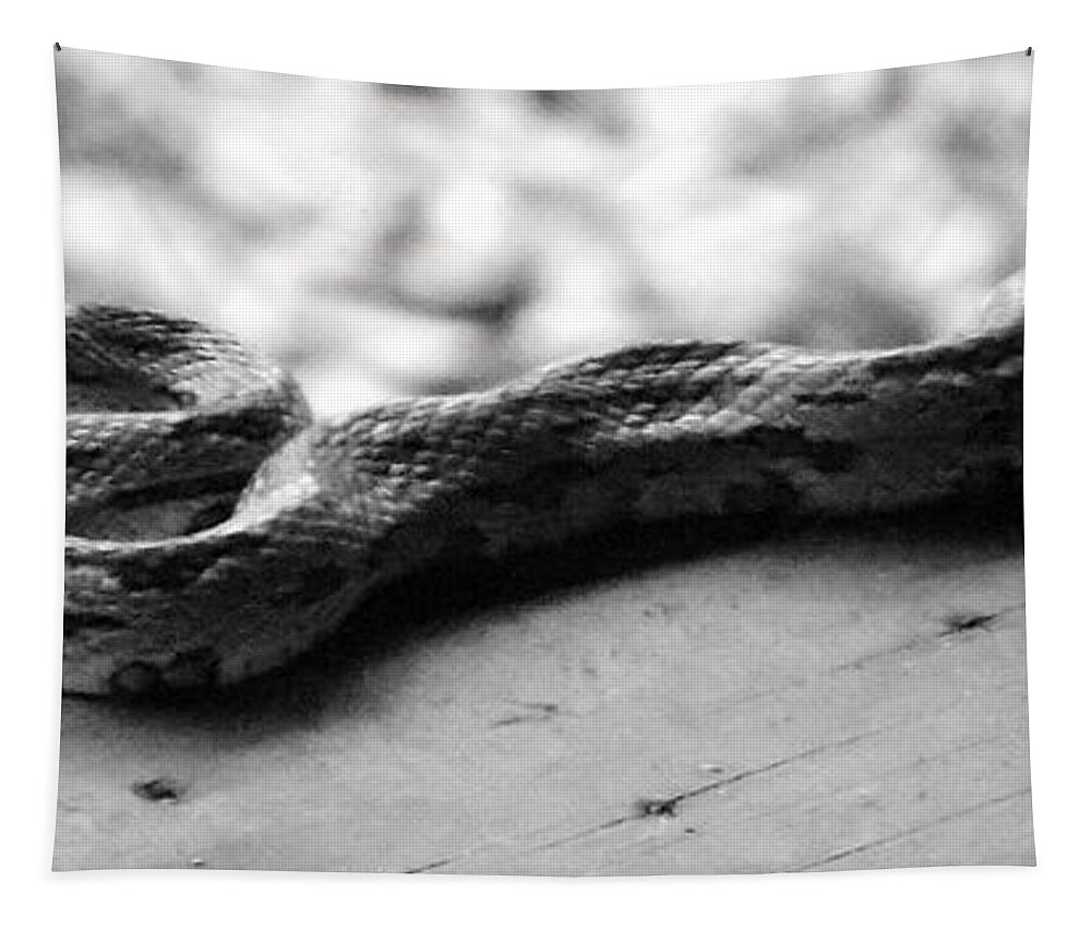 Snake Tapestry featuring the photograph Grey Rat Snake by Julie Pappas