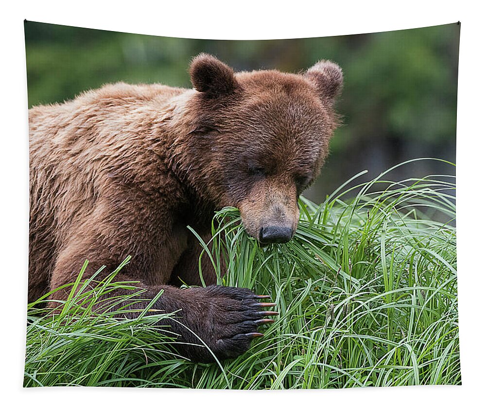 Bears Tapestry featuring the photograph Grizzly Claws by Bill Cubitt