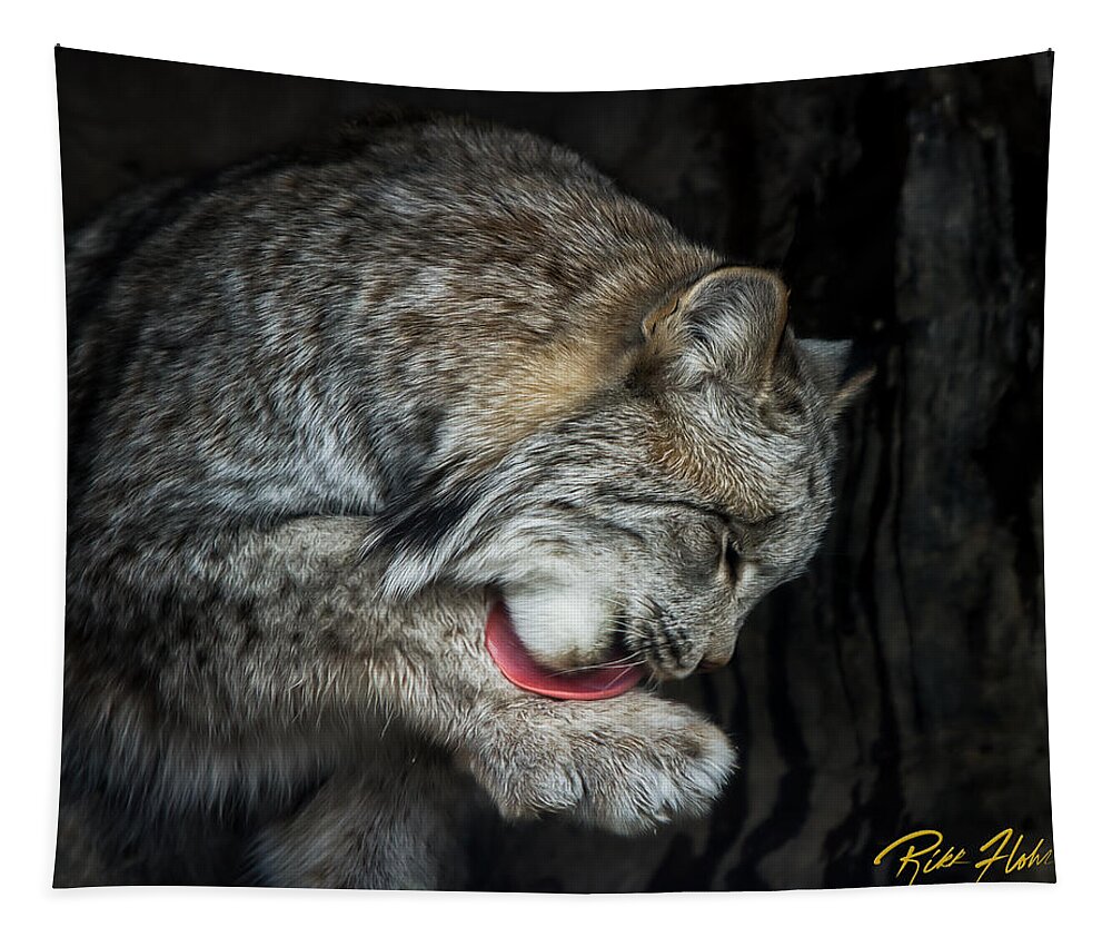 Animals Tapestry featuring the photograph Grooming Lynx by Rikk Flohr