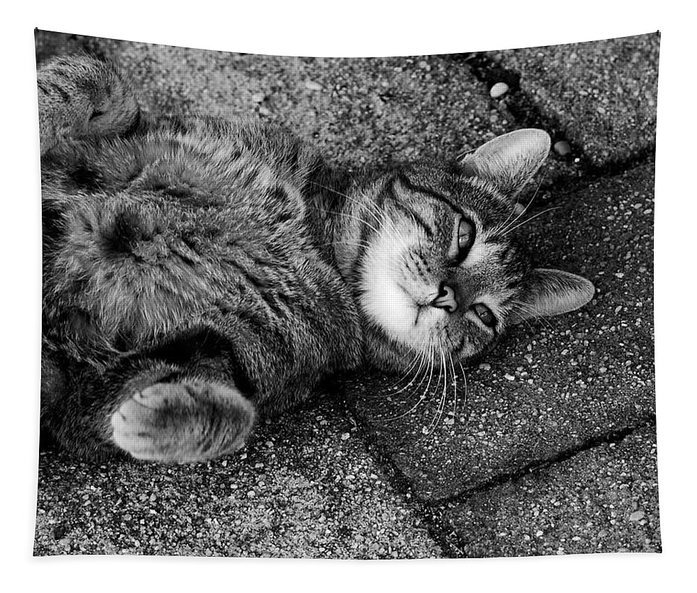 Cats Tapestry featuring the photograph Ground Work by Angie Tirado