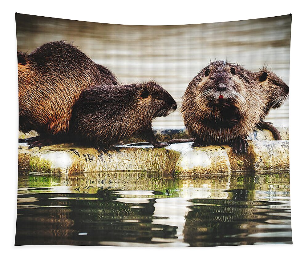 Nutria Tapestry featuring the photograph Group Of Nutria by Mountain Dreams