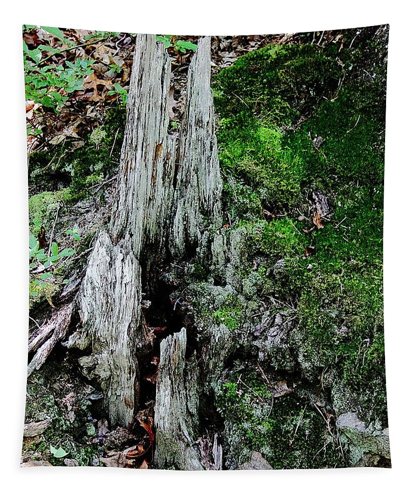 Stump Tapestry featuring the photograph Growth and Decay by Allen Nice-Webb