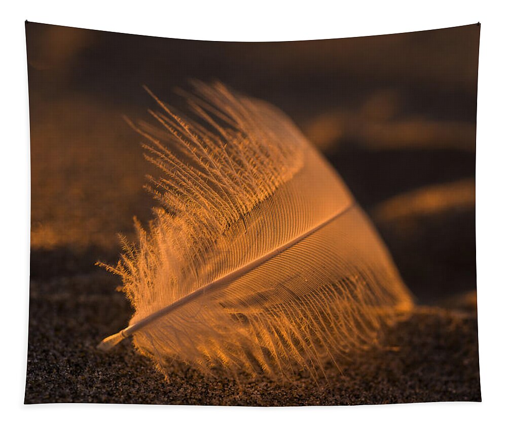 Feather Tapestry featuring the photograph Gull Feather at Sunset by Robert Potts